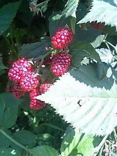 100830_1114~0001.jpg
